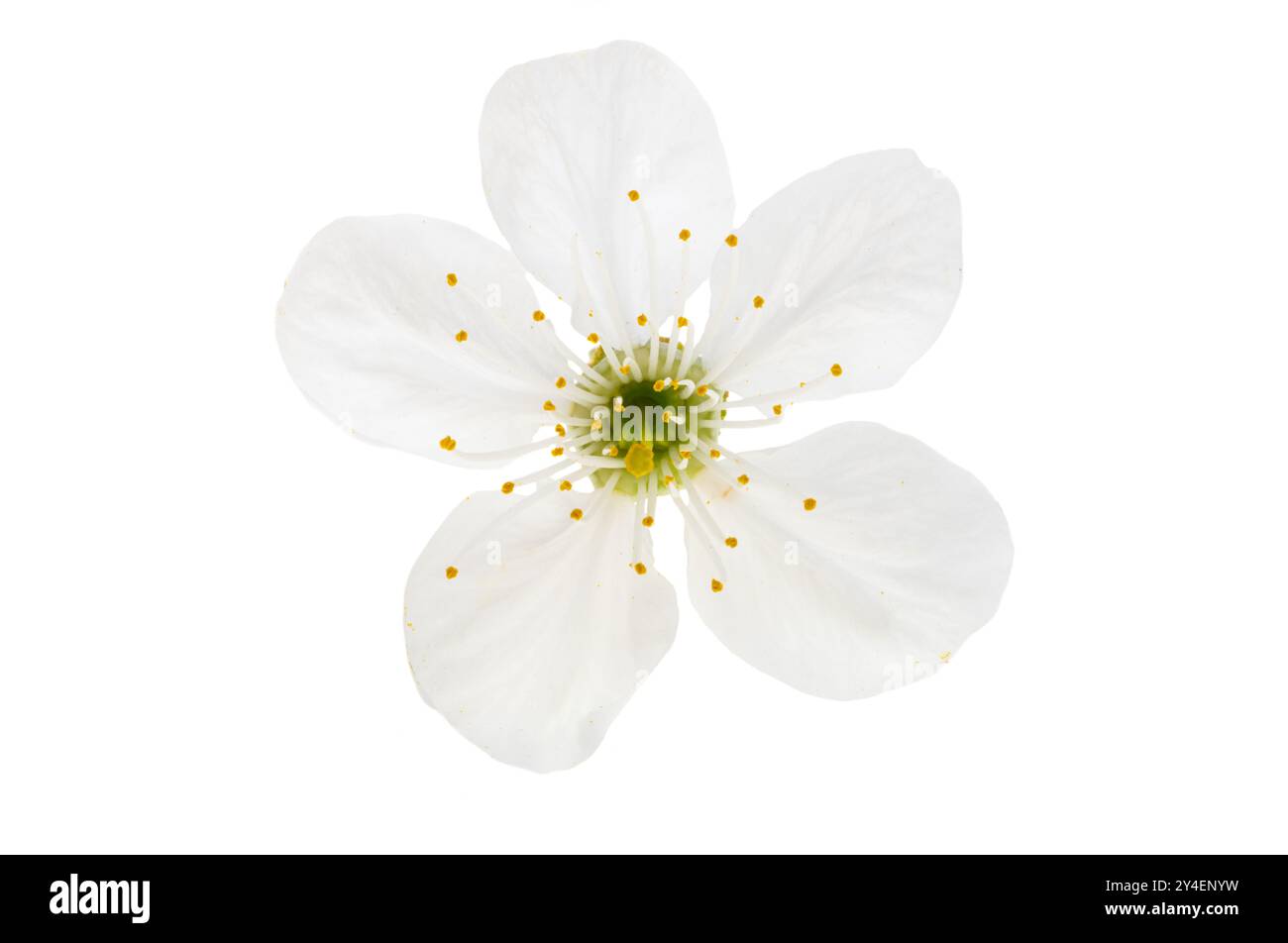 cherry blossom isolated on white background Stock Photo - Alamy