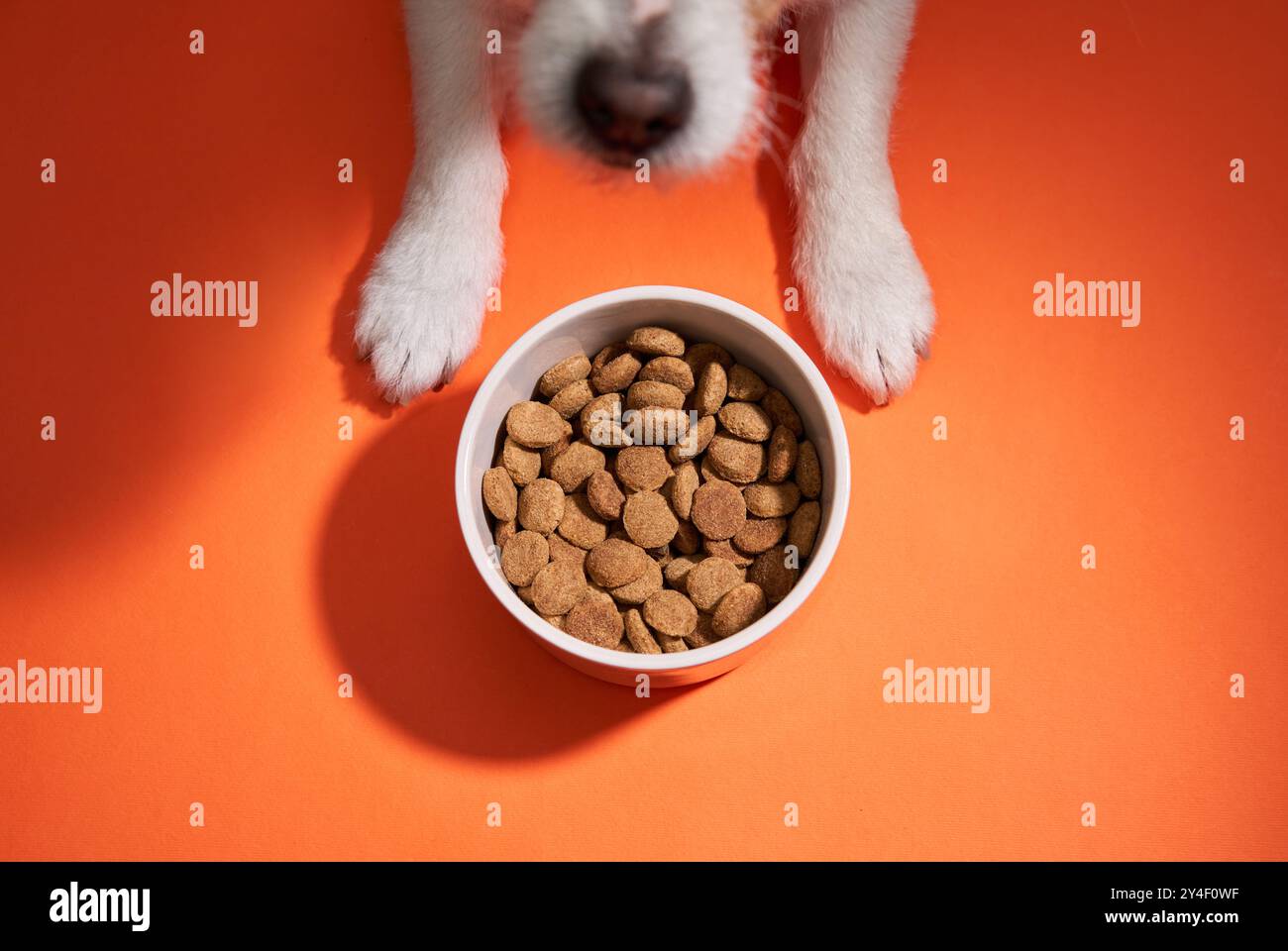 A Jack Russell Terrier looks up at a food bowl on an orange background, with a hopeful expression. Stock Photo