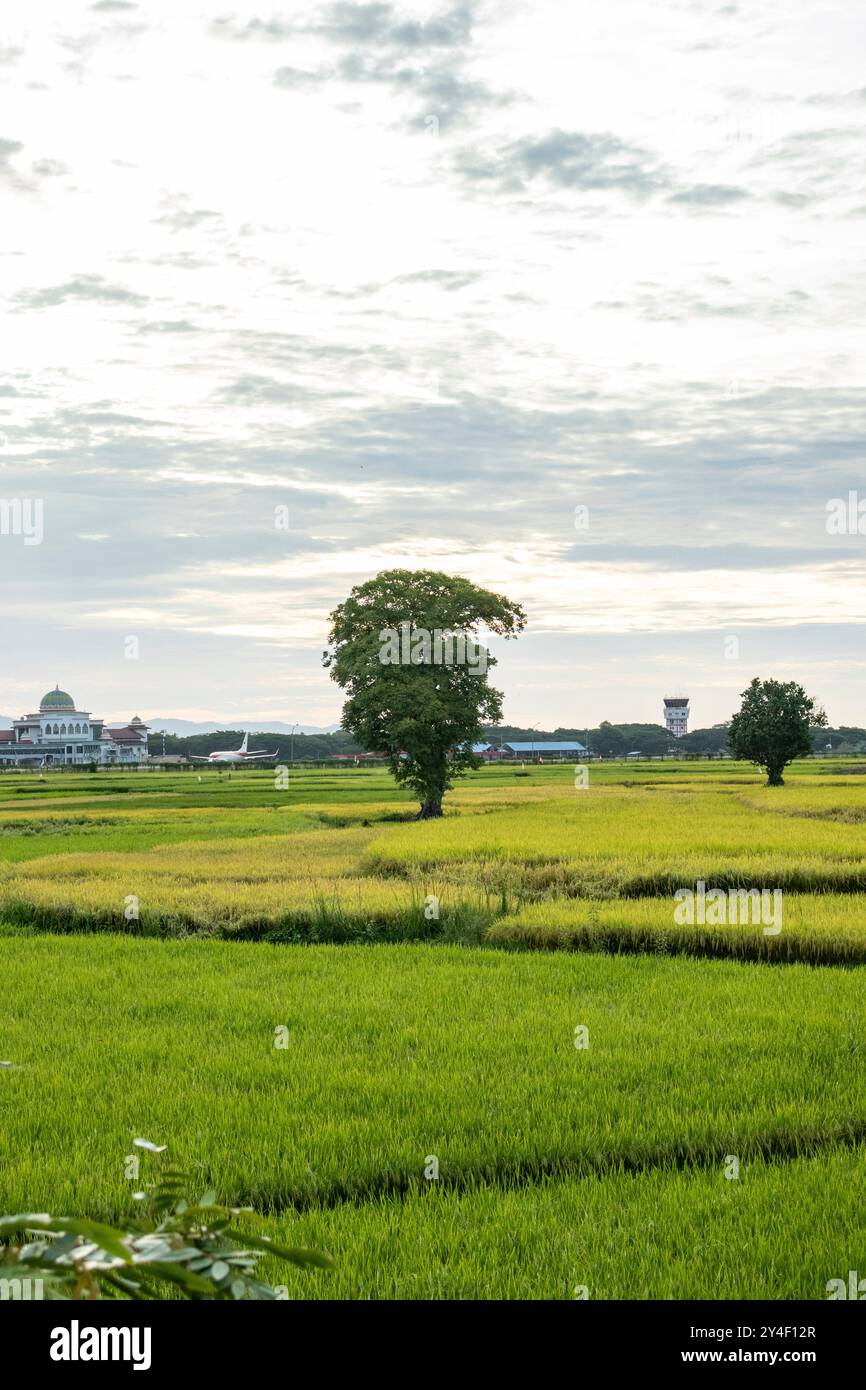 Green rice fields in Asia with a beautiful sky background Stock Photo ...