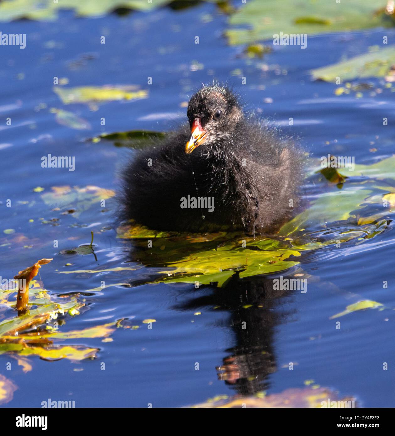 A Moorhen chick is at home on water straight after hatching. Their fluffy down plumage does not look very water tight and they have to dry out often Stock Photo