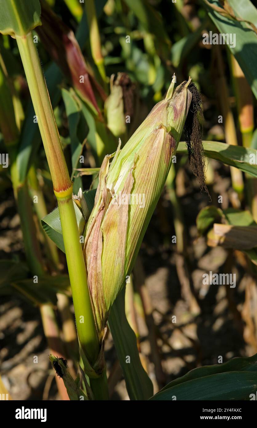 maize cobs growing on plants, norfolk, england Stock Photo