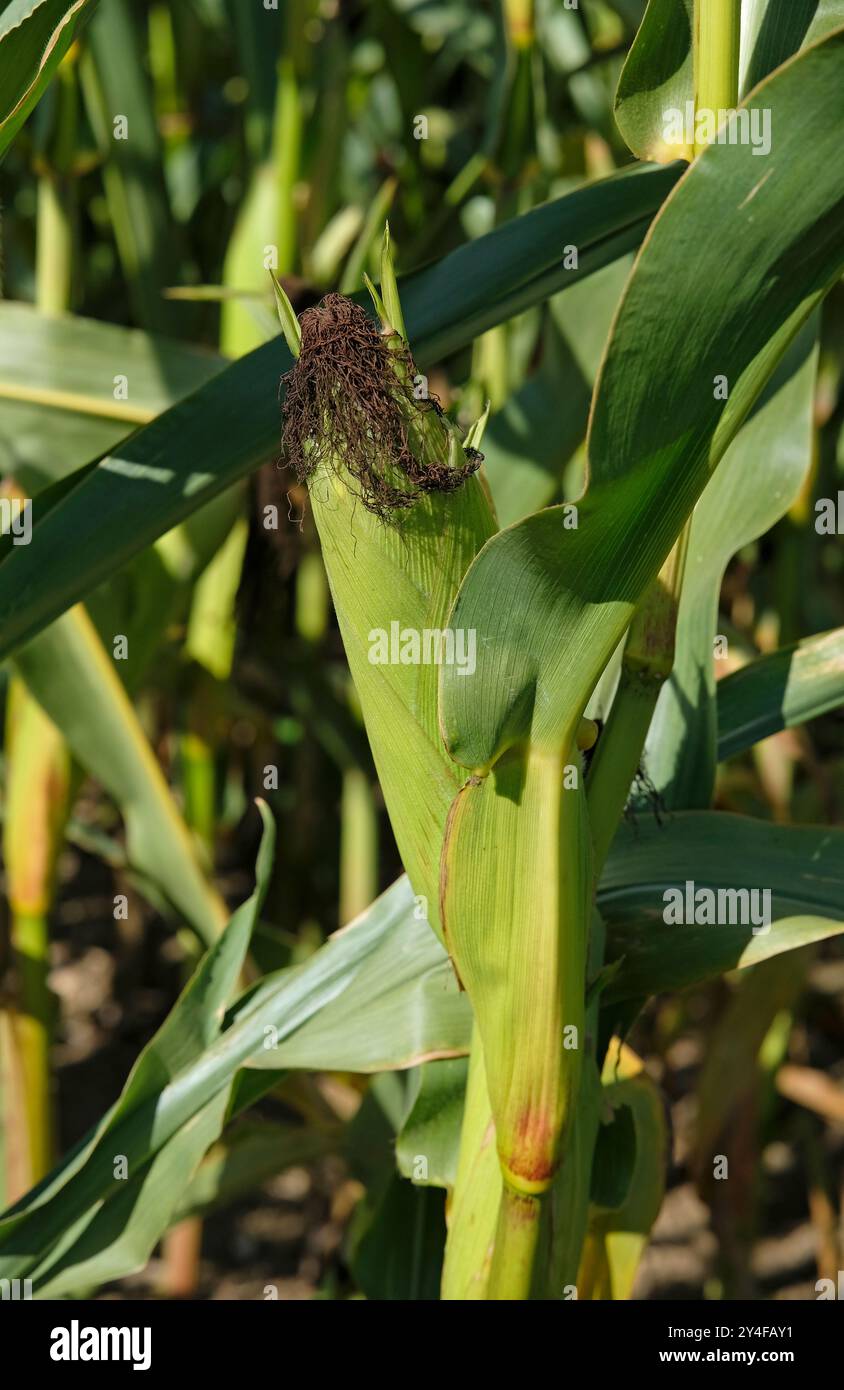 maize cobs growing on plants, norfolk, england Stock Photo