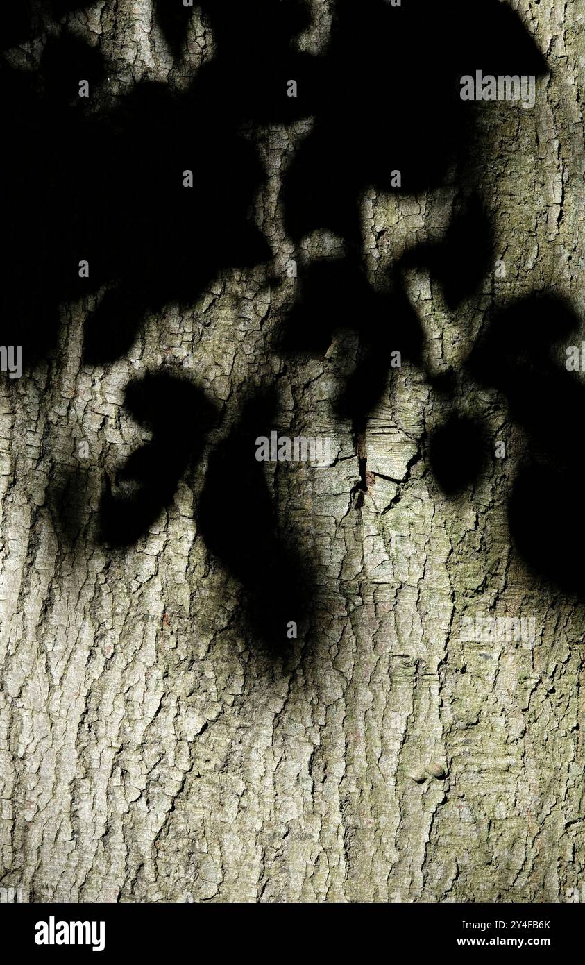 shadow of leaves on tree trunk bark Stock Photo