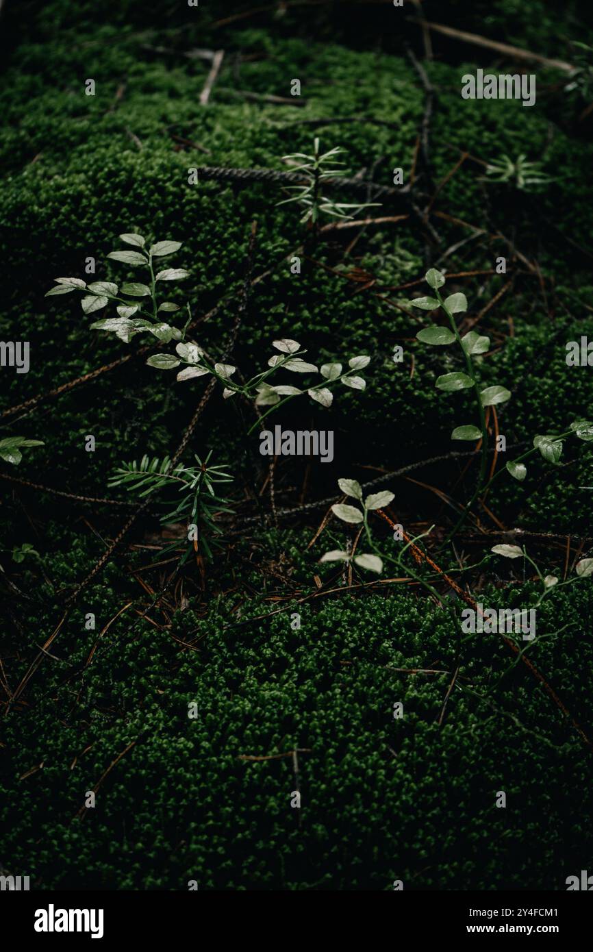 Lush plants in understory hi-res stock photography and images - Alamy