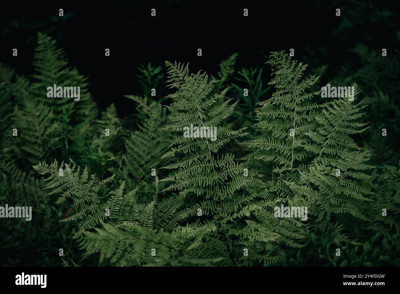 Ferns intricate patterns hi-res stock photography and images - Alamy