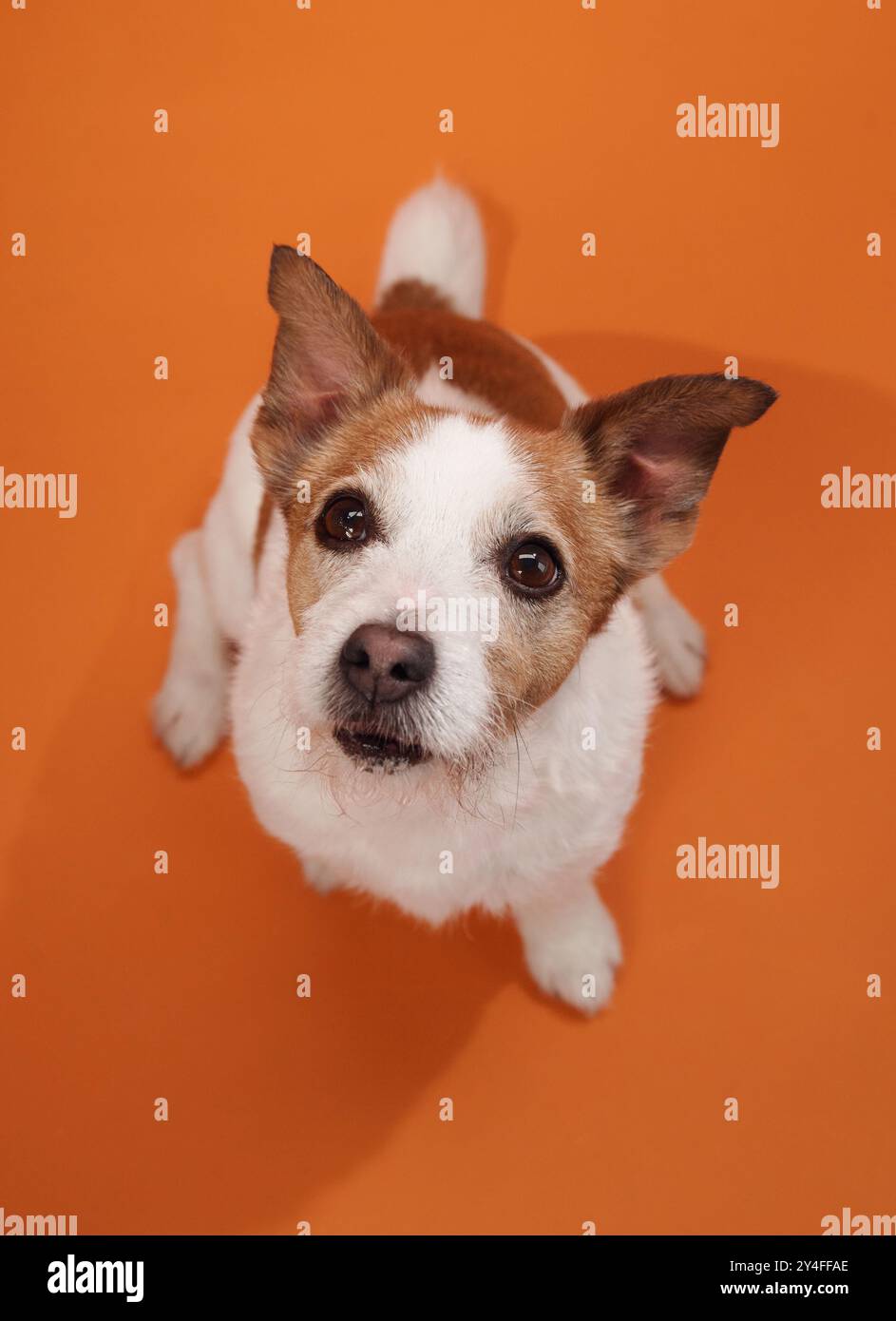 A Jack Russell Terrier looks up curiously against an orange background. The dog inquisitive expression adds character to the portrait. Stock Photo