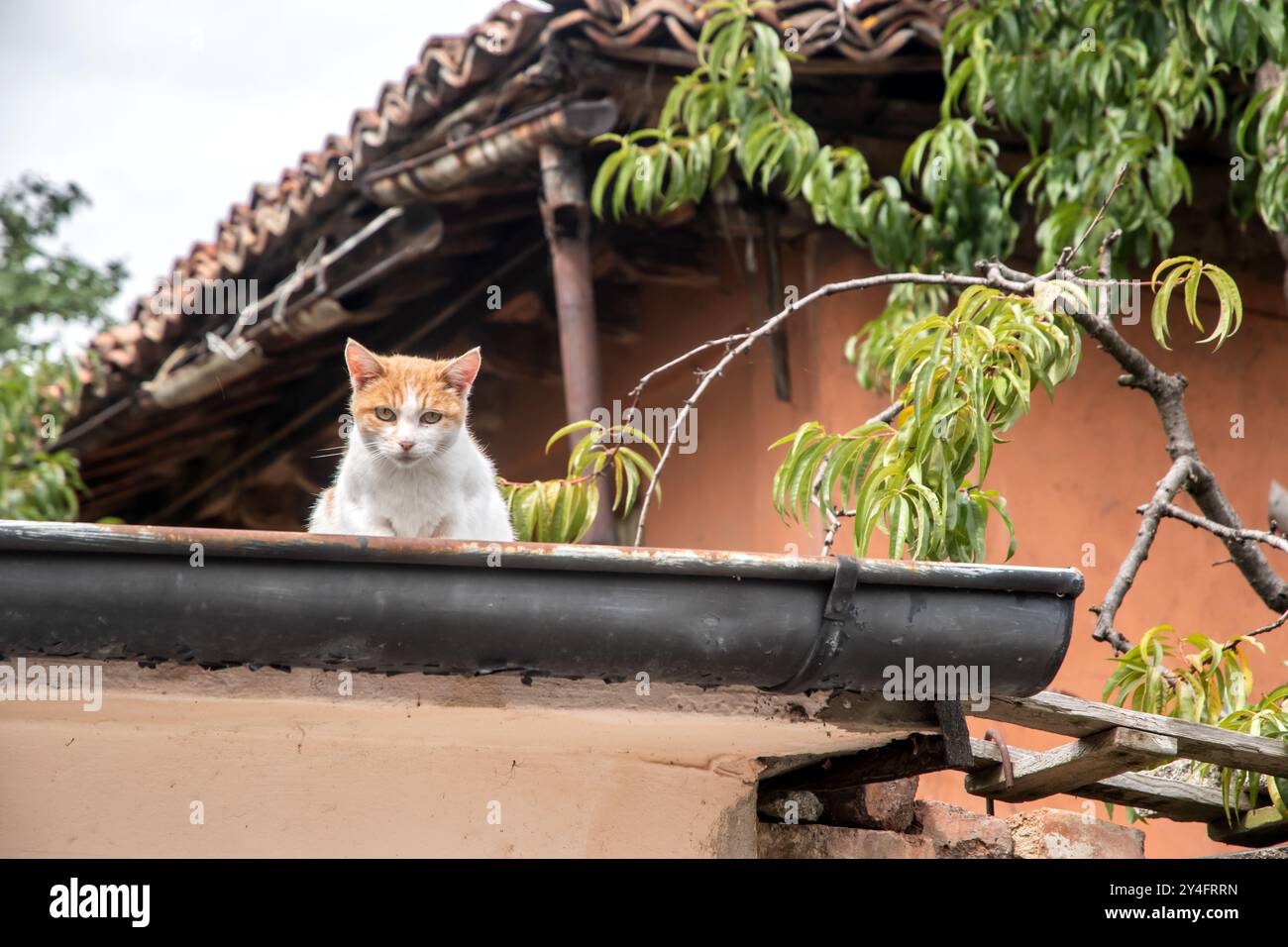 Cat sits on old country house roof and looks at the camera Stock Photo ...