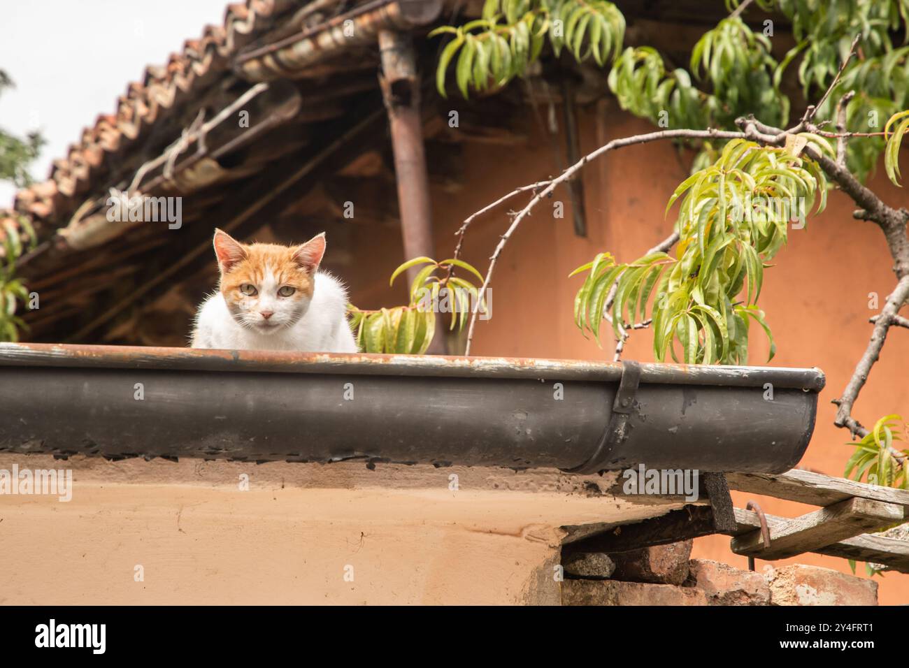 Cat sits on old country house roof and looks at the camera Stock Photo ...