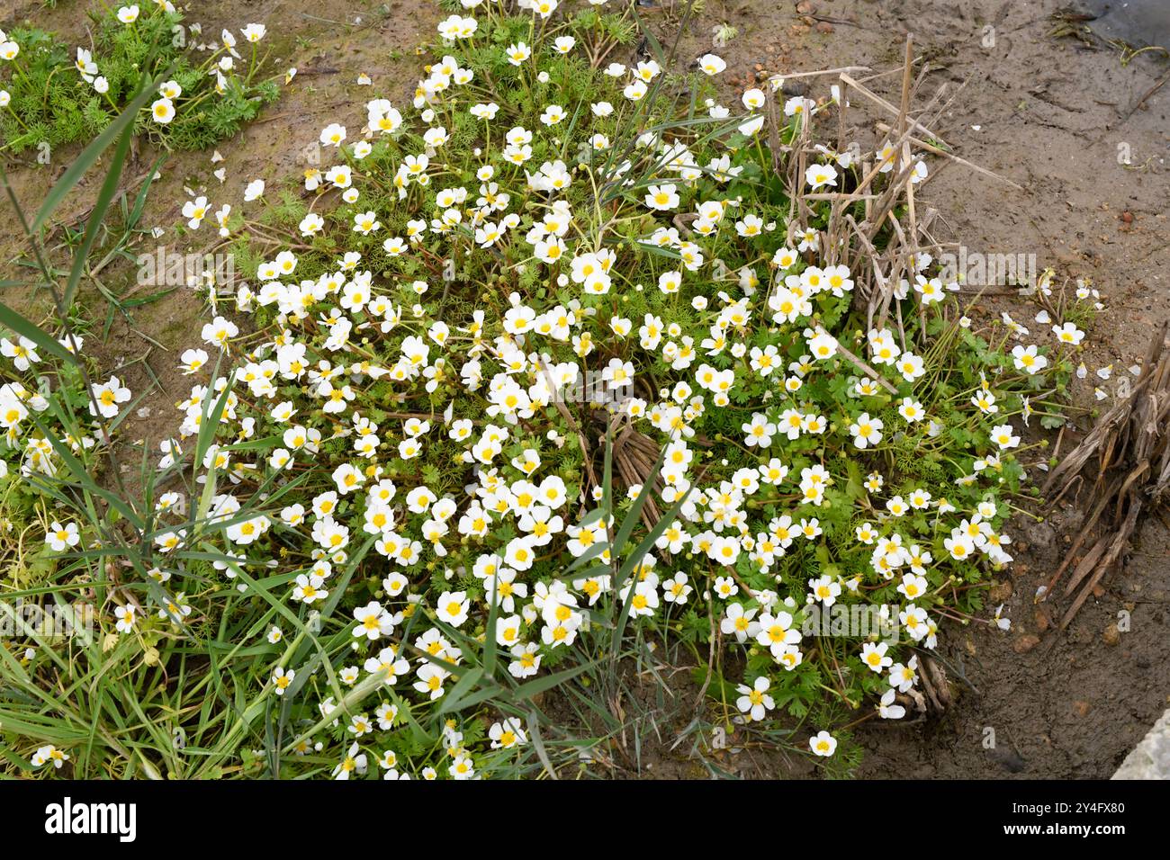 White water-crowfoot (Ranunculus aquatilis) is an aquatic plant native ...