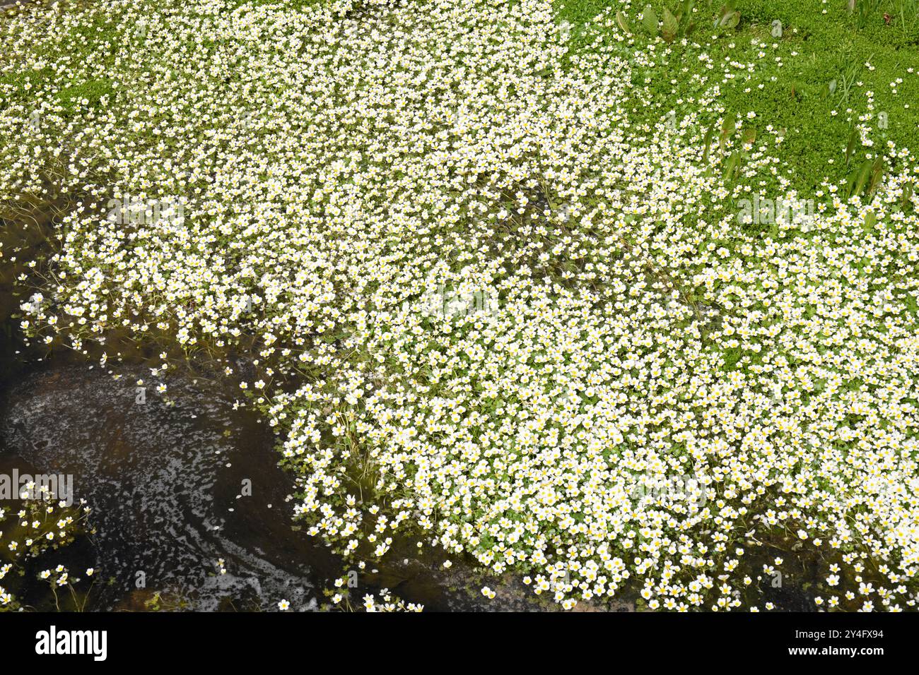 Ranunculus de agua hi-res stock photography and images - Alamy