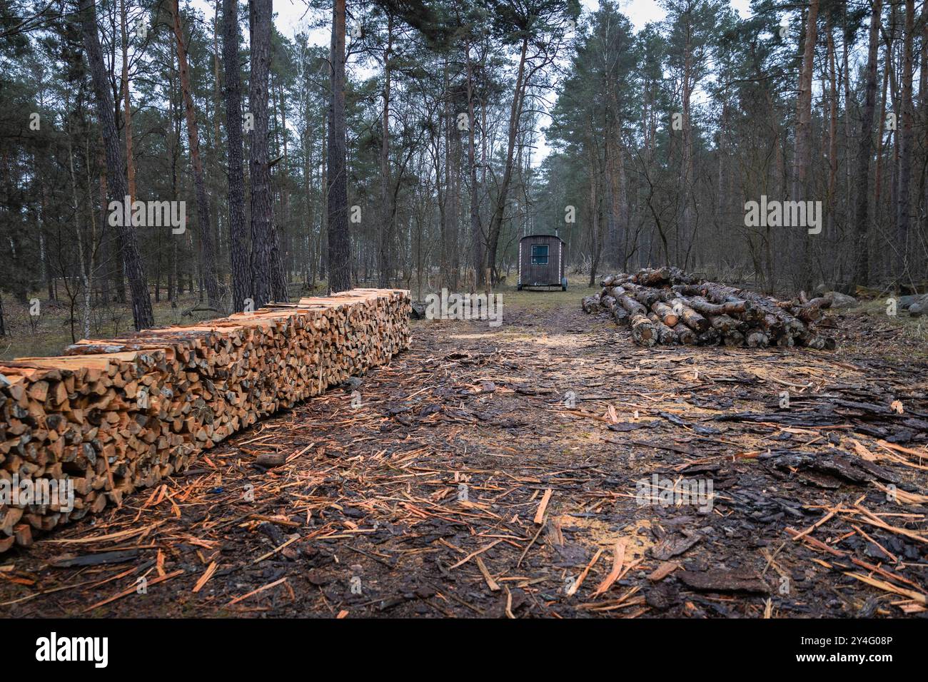 Firewood production in the forest, logs stacked in a forest, forestry workers' camp in the background, construction trailer Stock Photo
