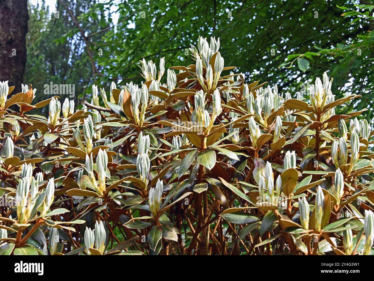 Bureavii hi-res stock photography and images - Alamy