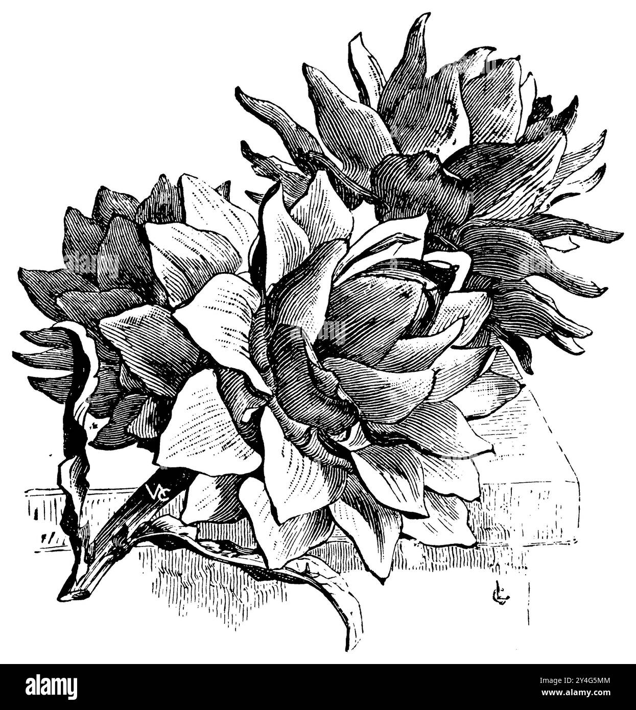 artichoke, variety: large Laon or Paris, Cynara cardunculus var. scolymus,  (printing pattern book, 1911), Artischocke, Sorte: grüne von Laon, artichaut, varieté: gros vert de Laon Stock Photo