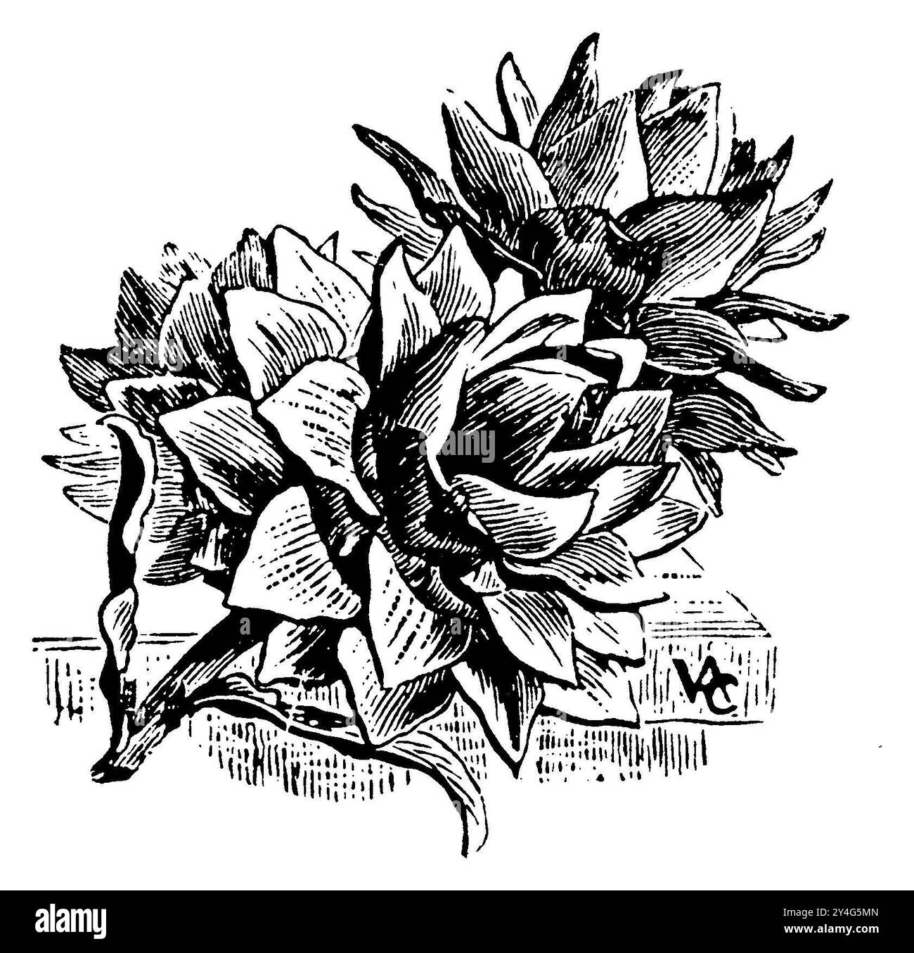 artichoke, variety: large Laon or Paris, Cynara cardunculus var. scolymus,  (printing pattern book, 1911), Artischocke, Sorte: grüne von Laon, artichaut, varieté: gros vert de Laon Stock Photo