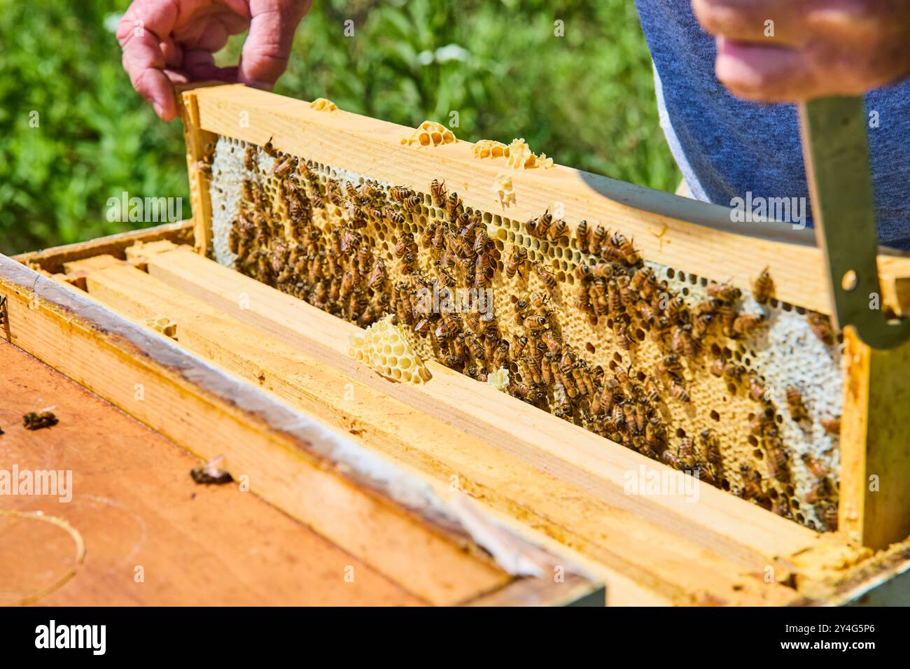 Beekeeper Inspects Hive Frame with Busy Honeybees Eye-Level View Stock Photo