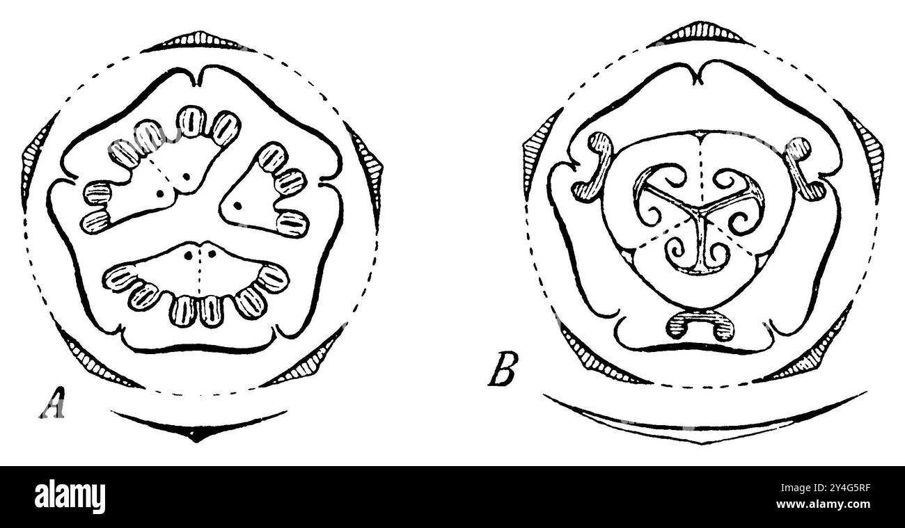 squirting cucumber, flower diagram, A male, B female, Ecballium