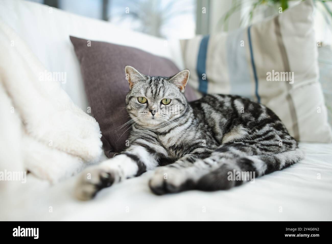 British shorthair silver tabby cat having rest on a sofa in a living ...