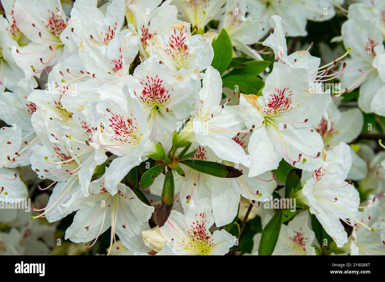 A bouquet of blooming white alstroemeria flowers. Liliales flowers. White flower petals. Bride's wedding bouquet. The beauty of nature. Background ima Stock Photo