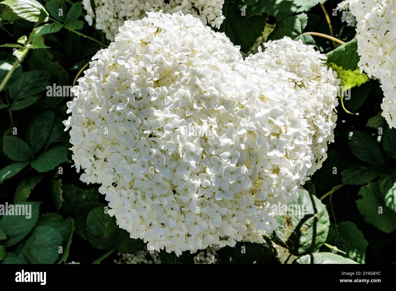 Hydrangea Aborescens Annabelle: Exeter Cathedral Yard, Devon, UK Stock Photo