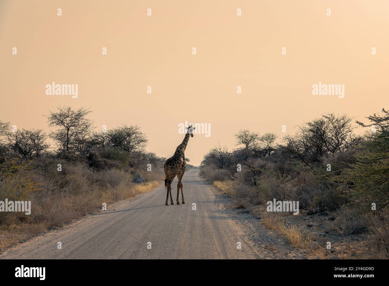 Giraffe crossing a gravel road, wildlife safari and game drive in Namibia, Africa Stock Photo