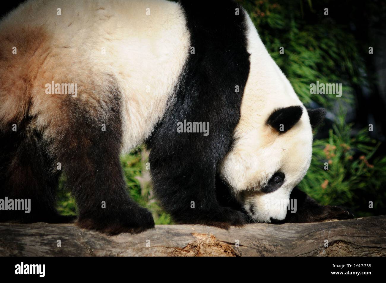 WASHINGTON DC, United States — A giant panda at the Smithsonian's National Zoo in 2008, when the facility housed three pandas: Mei Xiang, Tian Tian, and their cub Tai Shan. The National Zoo's giant panda program, which began in 1972, represents a significant collaboration between the United States and China. Through successful breeding programs, the zoo has contributed to giant panda conservation efforts. Stock Photo