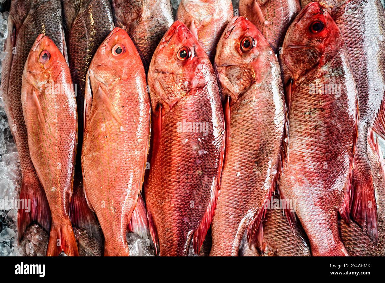 WASHINGTON DC, United States — Fresh red snapper for sale at the Maine Avenue Fish Market, an iconic outdoor seafood market near The Wharf in Washington DC. The market, one of the oldest continuously operating fish markets in the U.S., is a popular destination for fresh seafood, offering a wide variety of fish and other products. Stock Photo