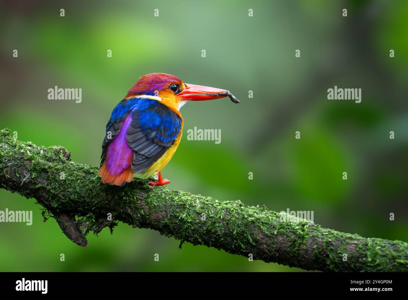 Oriental Dwarf Kingfisher Stock Photo