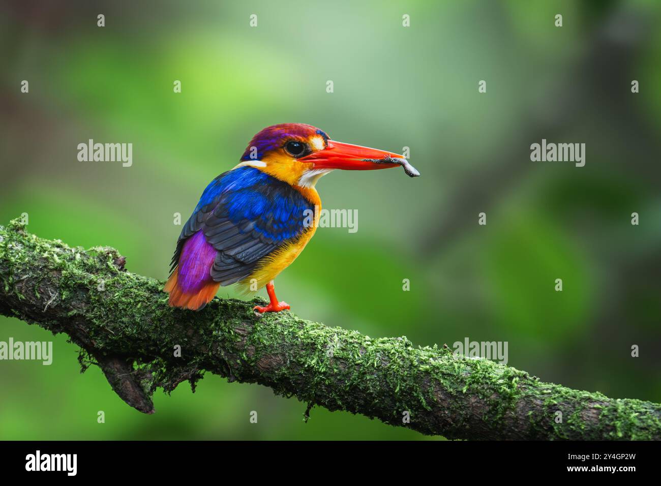 Oriental Dwarf Kingfisher Stock Photo