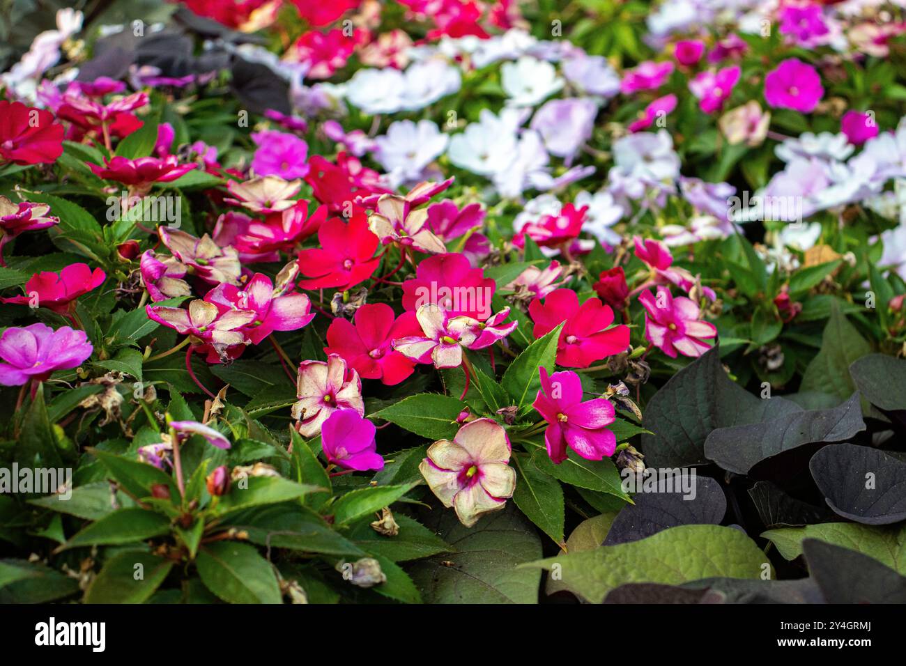 Colourful garden image, with mix colours of pink, white and purple. Stock Photo
