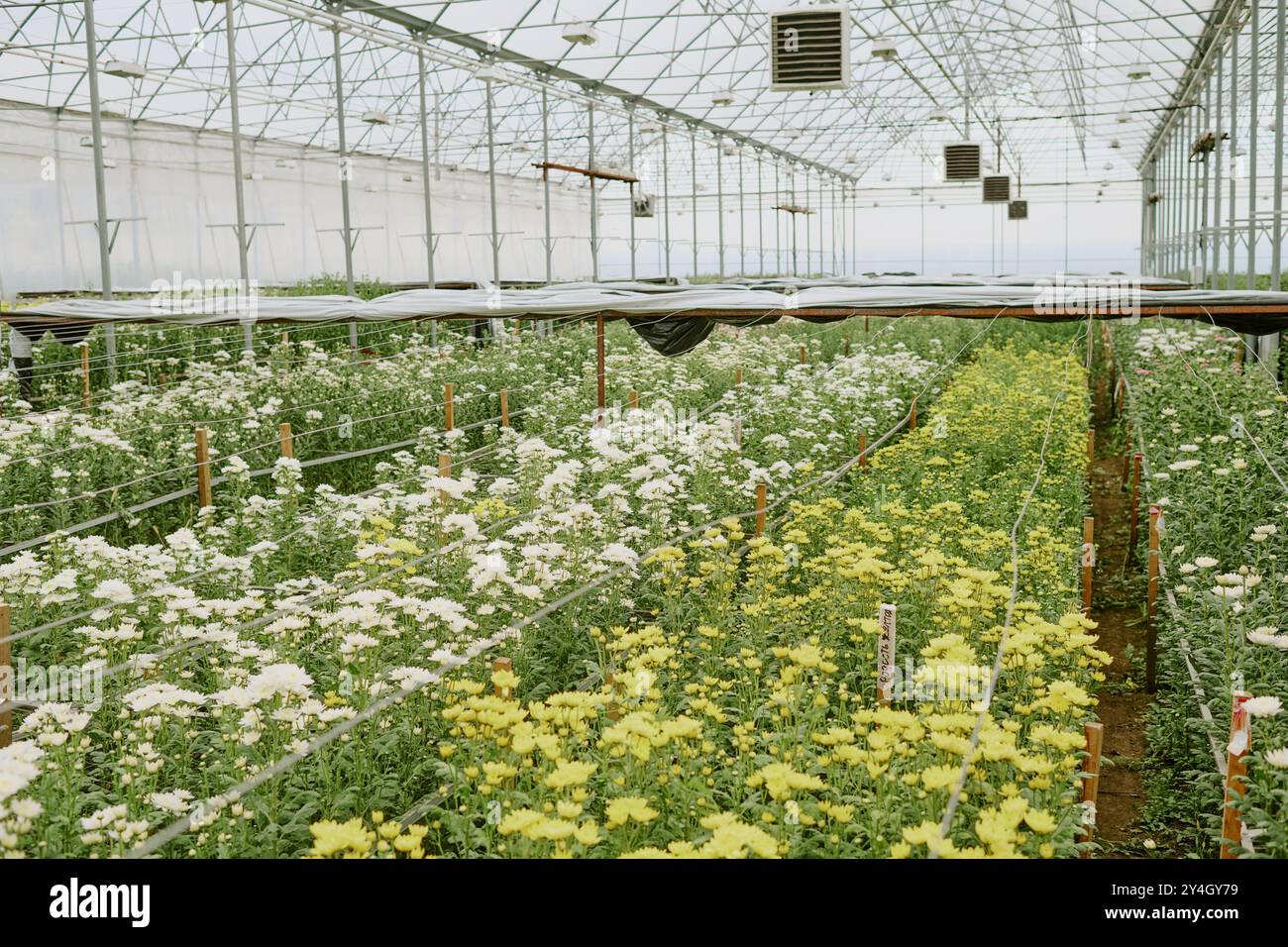 Flourishing Greenhouse With Vibrant Blooming Flowers Stock Photo