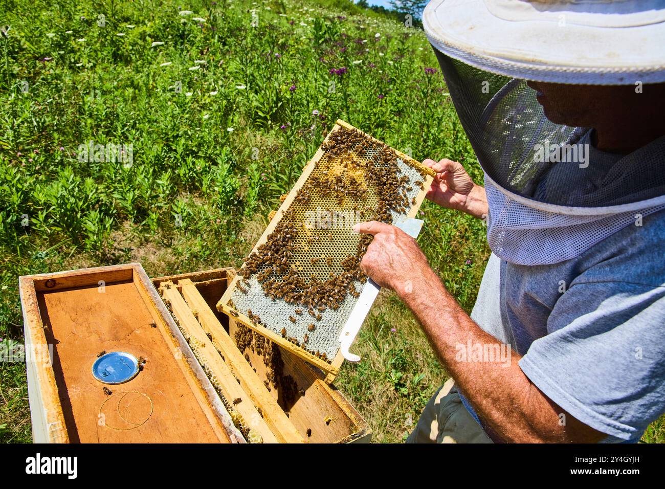 Beekeeper Inspecting Honeycomb Frame in Meadow Eye-Level View Stock Photo