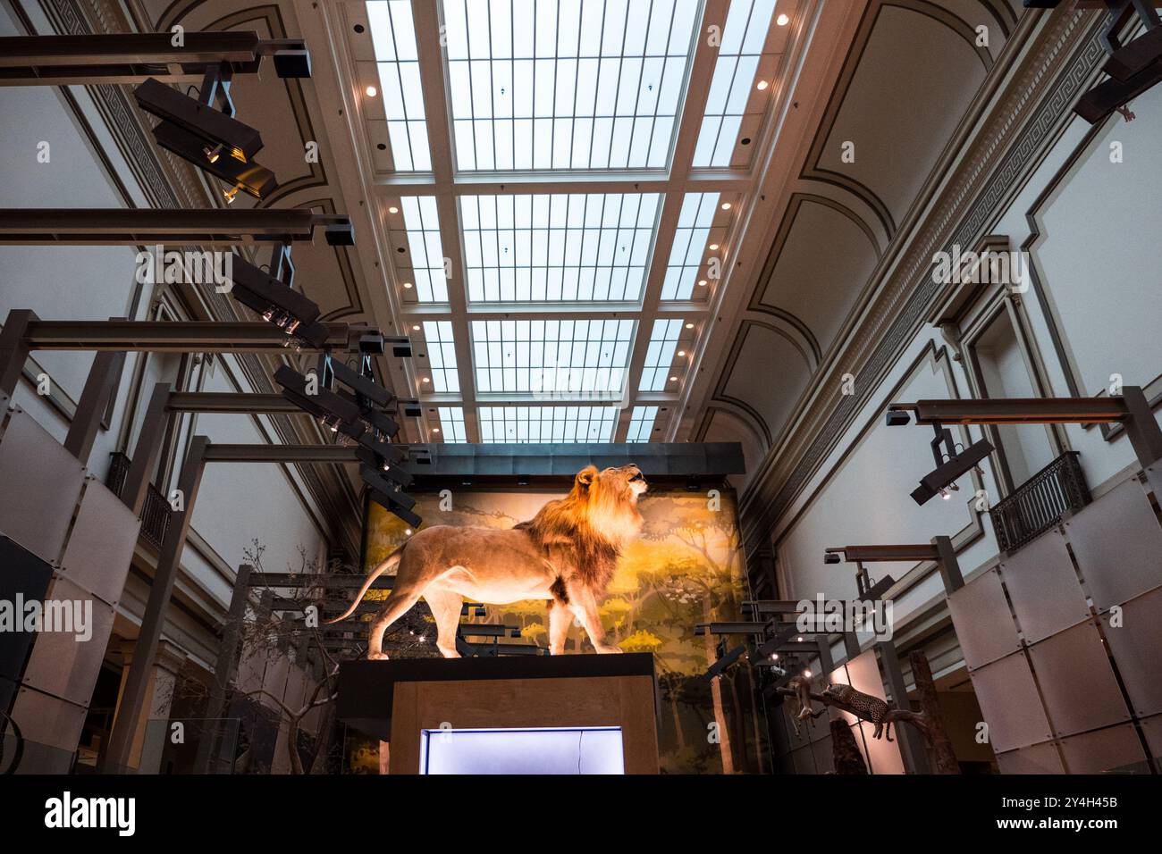 Mammal dioramas hi-res stock photography and images - Alamy