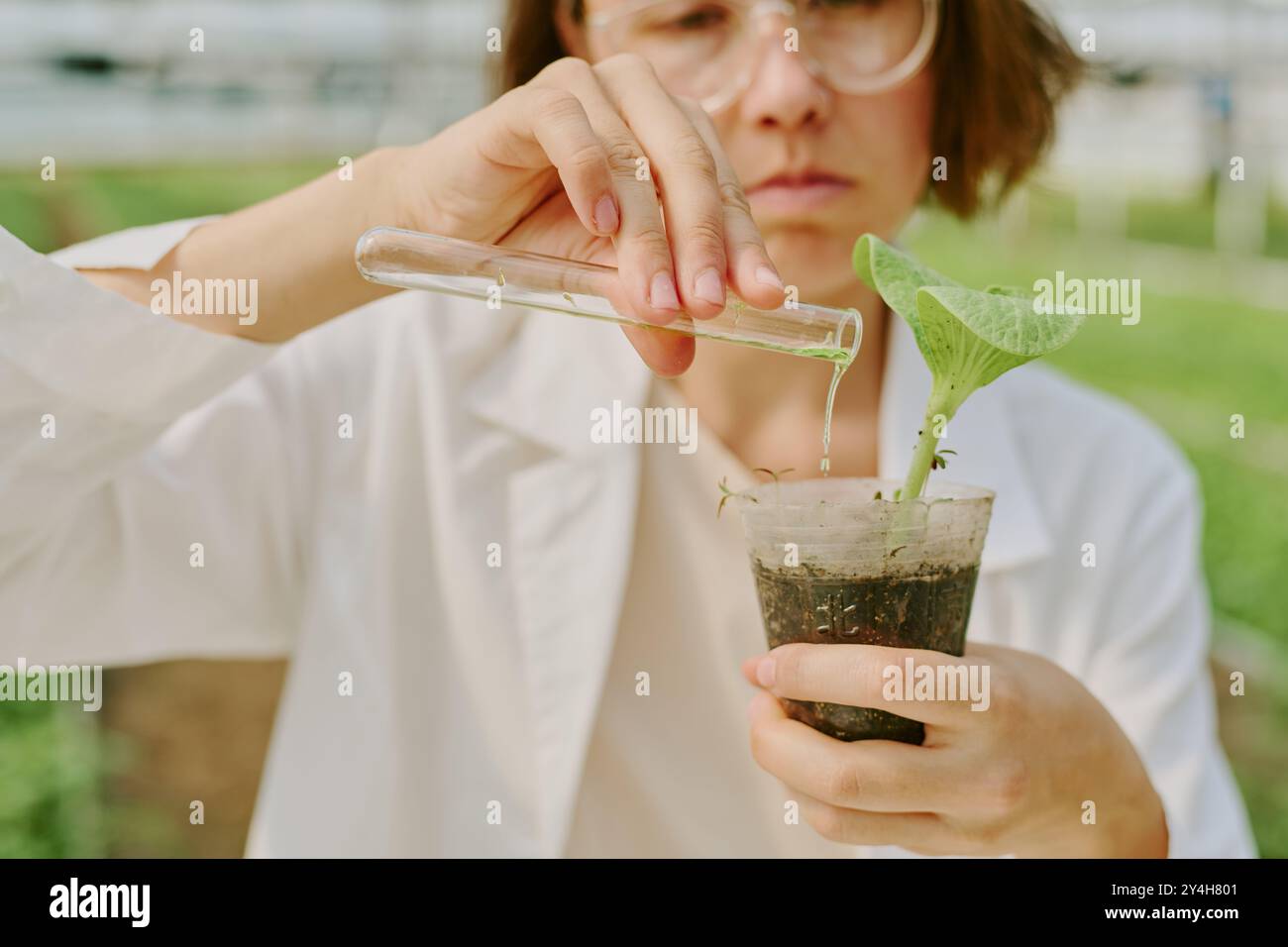 Conducting Research in Greenhouse Environment Stock Photo
