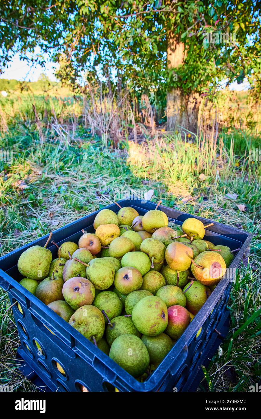 Freshly Picked Green Pears in Crate on Grassland Eye Level View Stock Photo