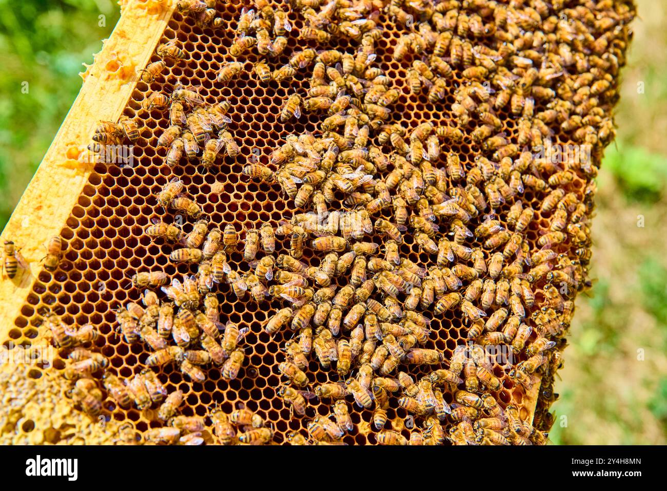 Honeybees in Motion on Honeycomb Close-Up in Sunlit Hive Stock Photo