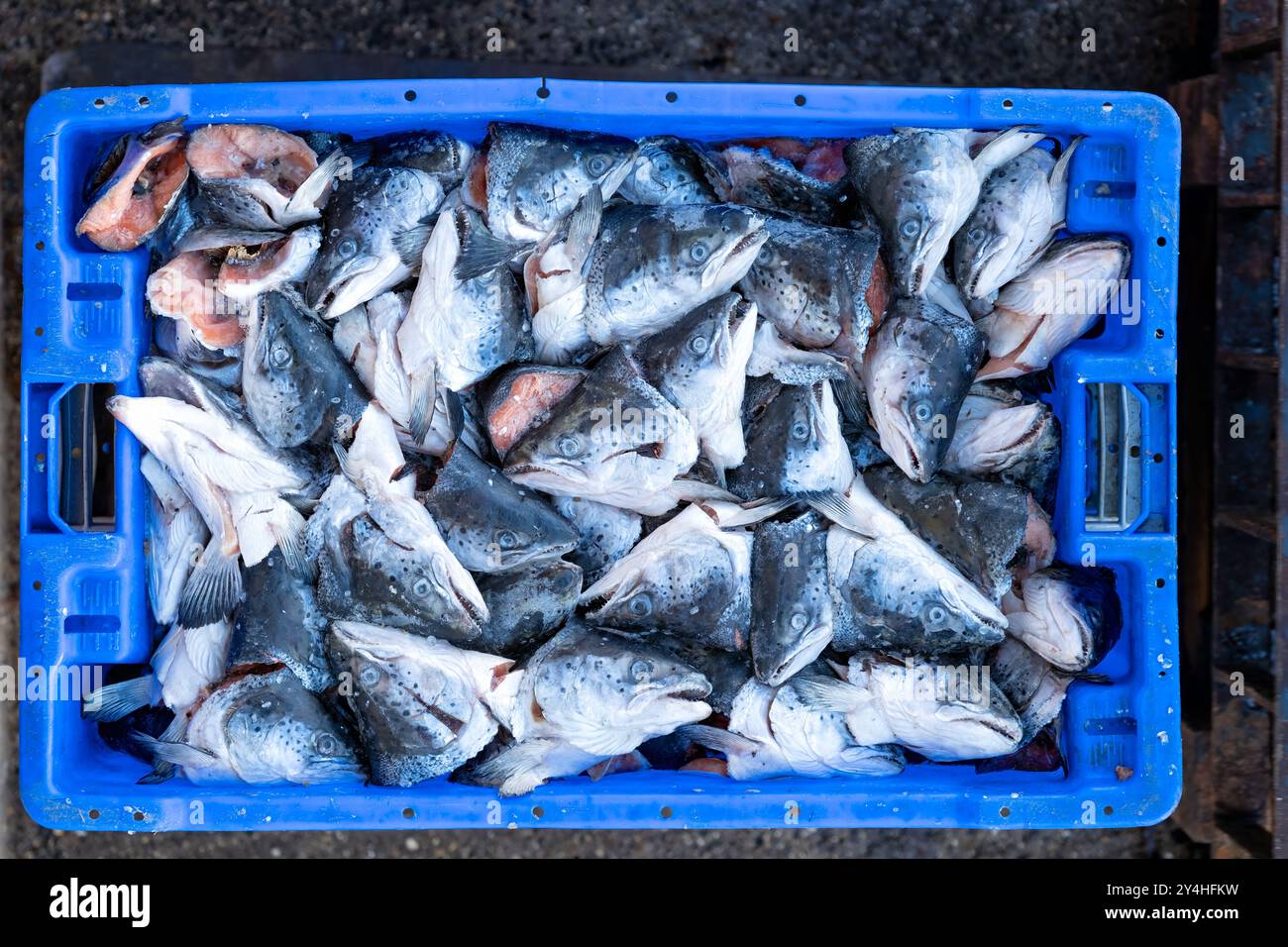 Bridlington bay lobster hires stock photography and images Alamy