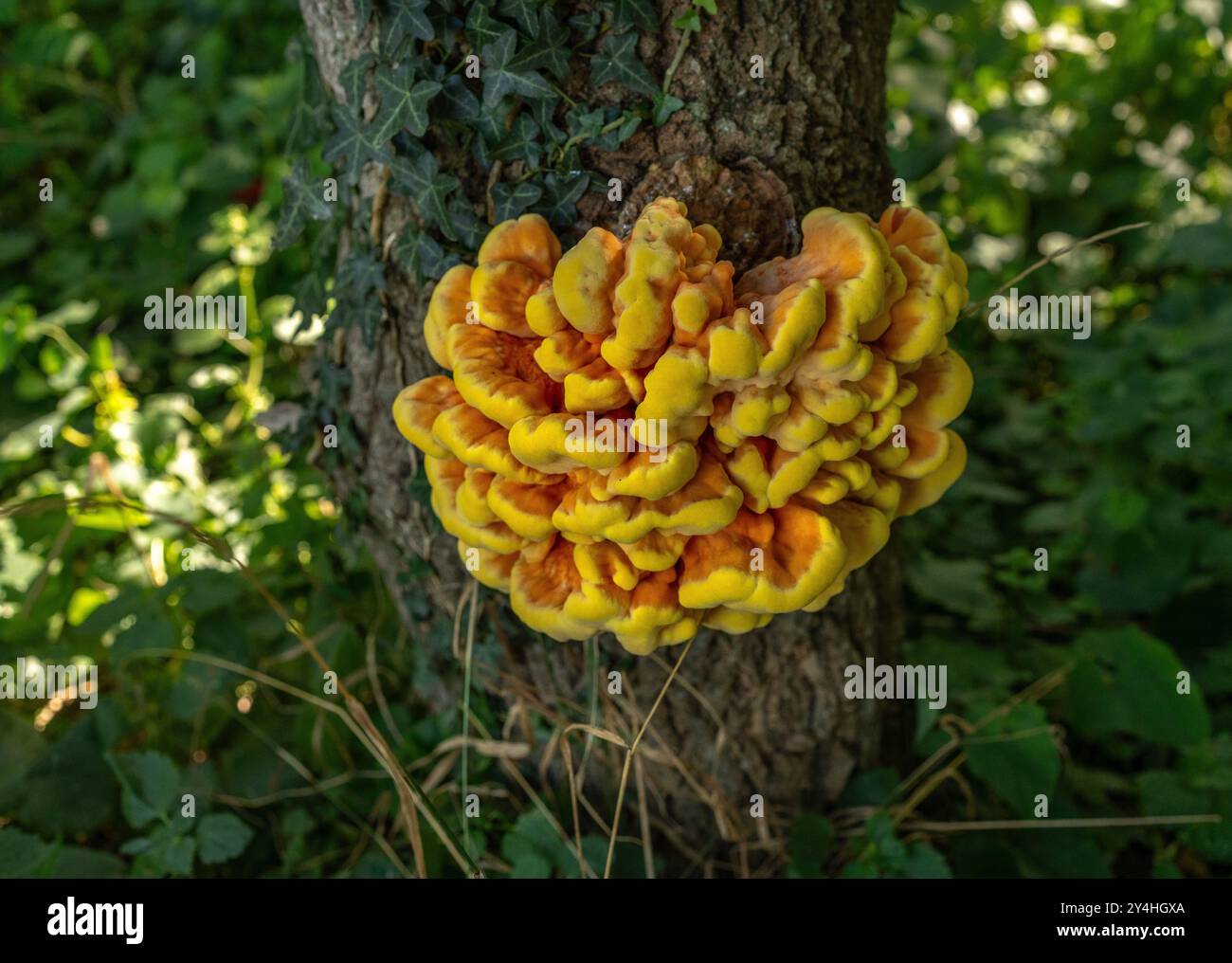 mushroom laetiporus called chicken of the woods Stock Photo