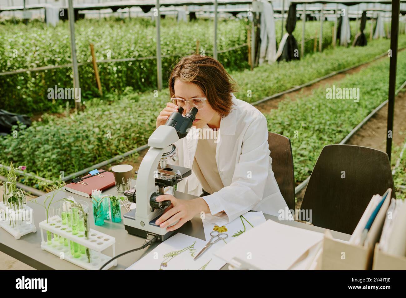 Scientist Examining Samples Under Microscope in Greenhouse Stock Photo
