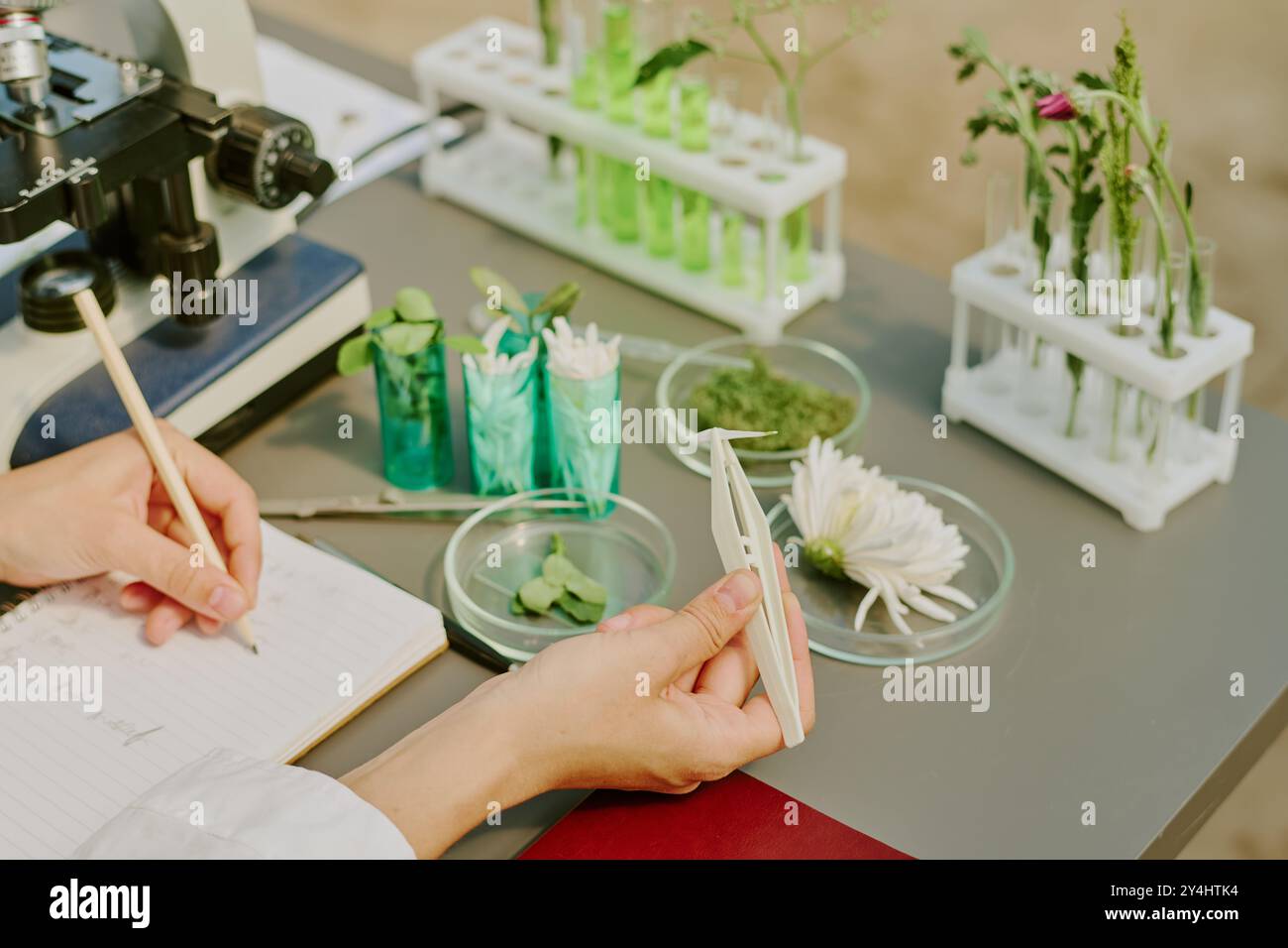 Examining Botanical Samples in Laboratory Setting Stock Photo