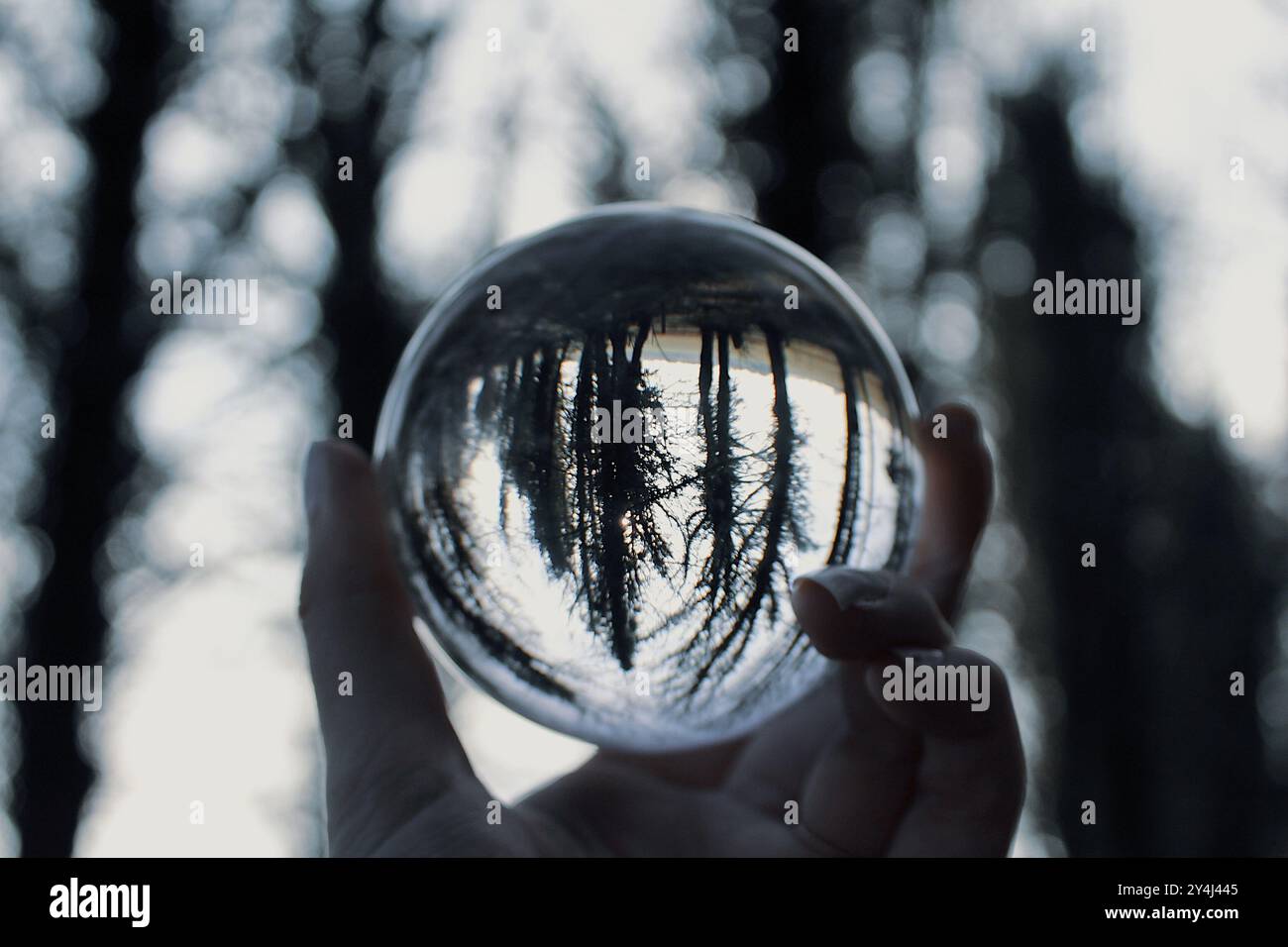 Woodland Lens Ball Stock Photo