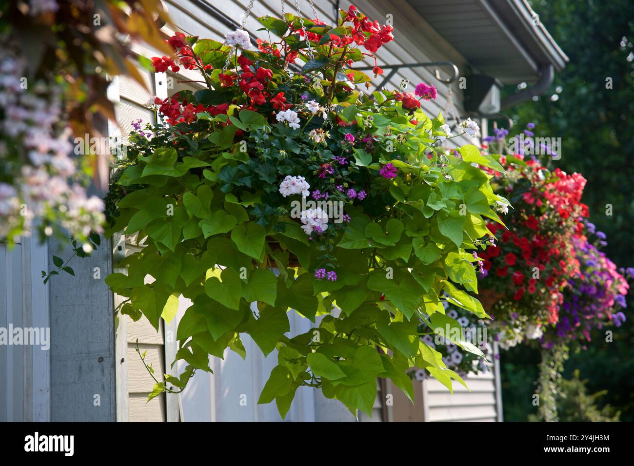 Hanging baskets and garden hi-res stock photography and images - Alamy