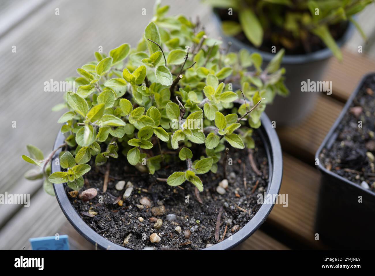 potted  common oregano plant  (Origanum vulgare) Stock Photo