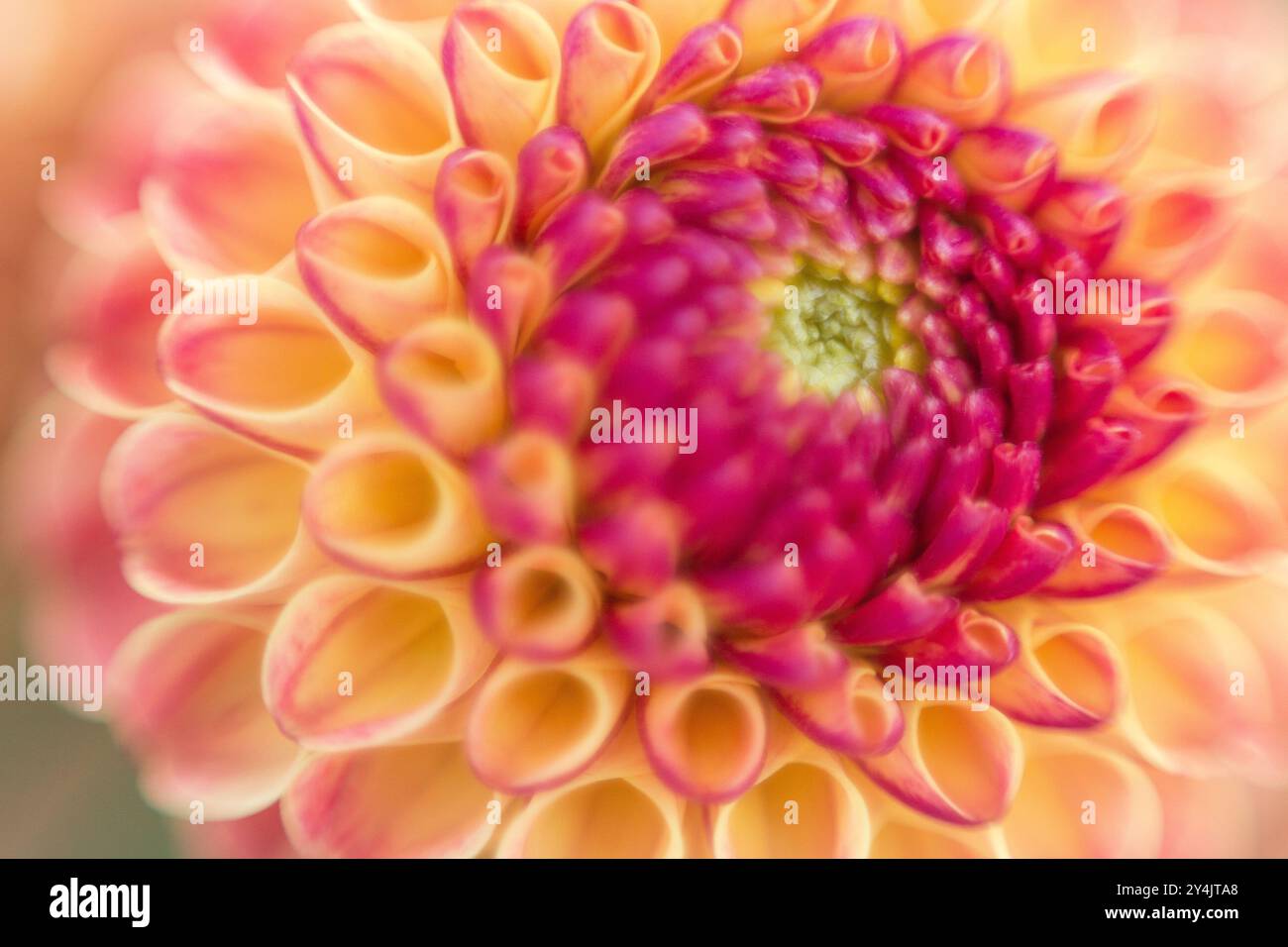 Soft pink spiky dahlia flower hi-res stock photography and images - Alamy