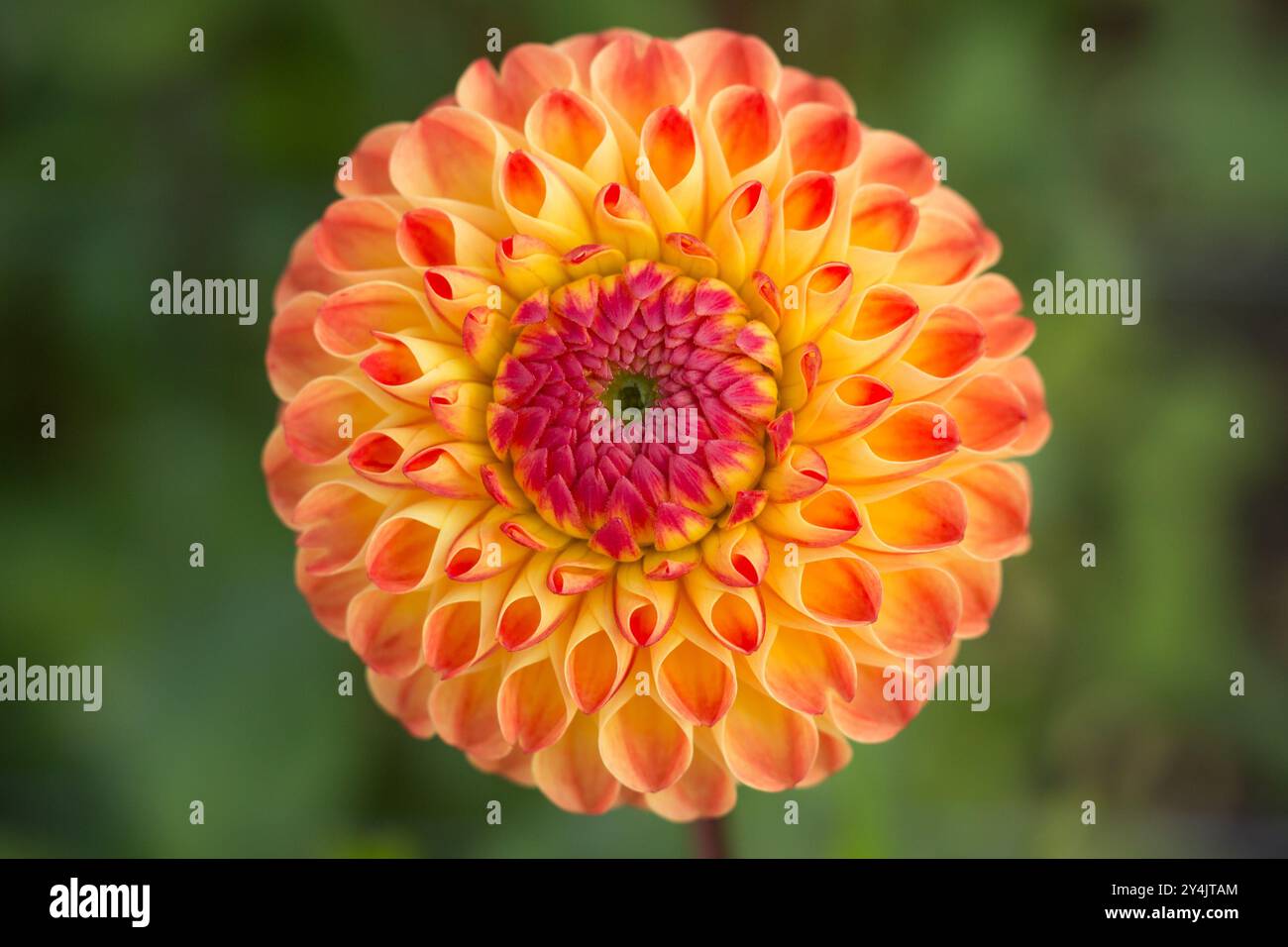 Soft pink spiky dahlia flower hi-res stock photography and images - Alamy