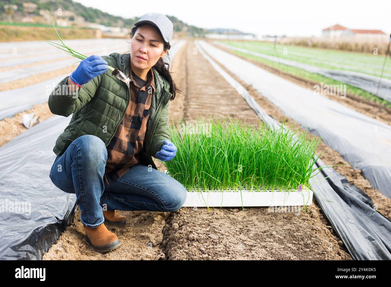 Farmer planting onion seedlings hi-res stock photography and images - Alamy