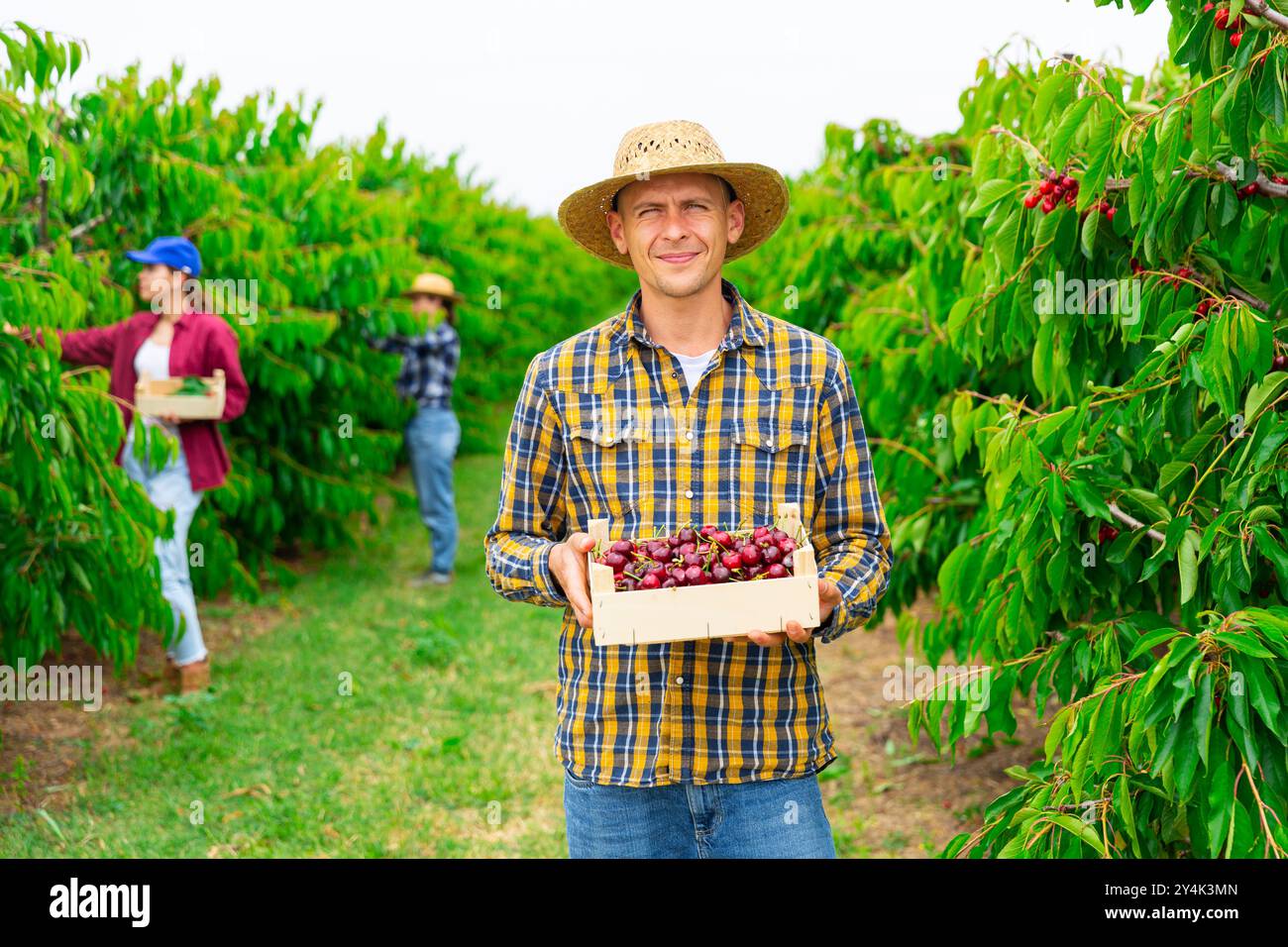 Portrait of a young smiling man farmer holding a crate of ripe cherries ...