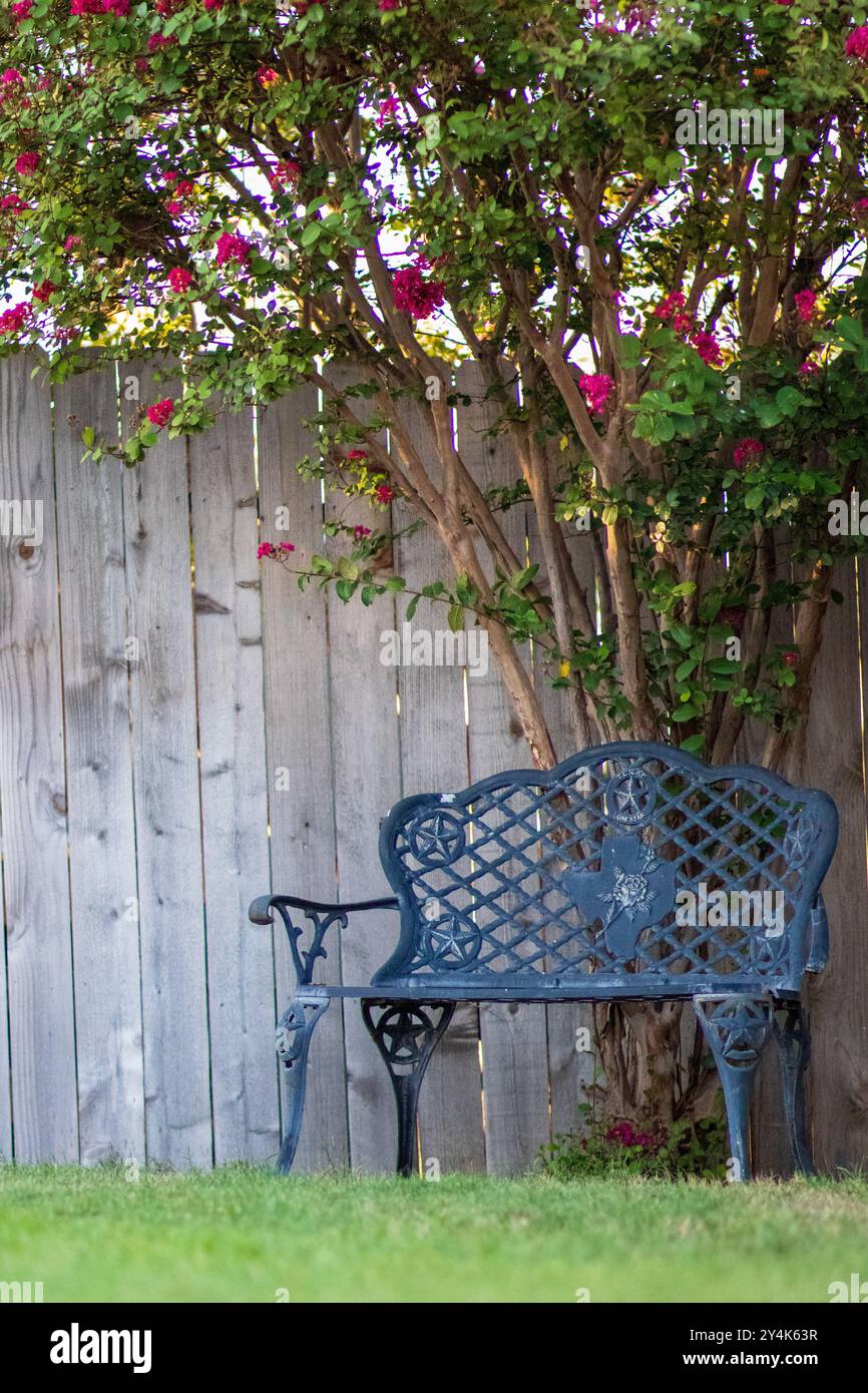 A cast iron bench rests on a well-manicured lawn near a wooden fence, with a flowering Crepe Myrtle tree providing shade overhead. Stock Photo