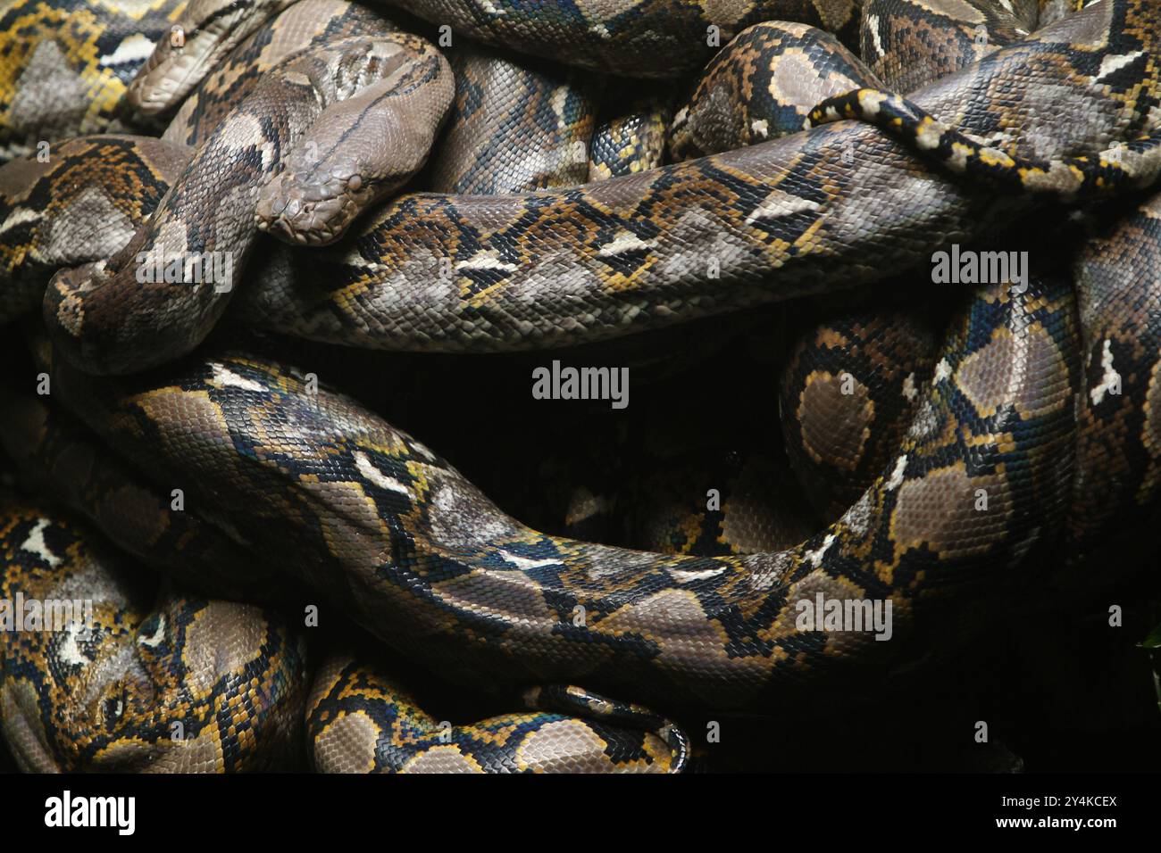 Python teeth hi-res stock photography and images - Alamy
