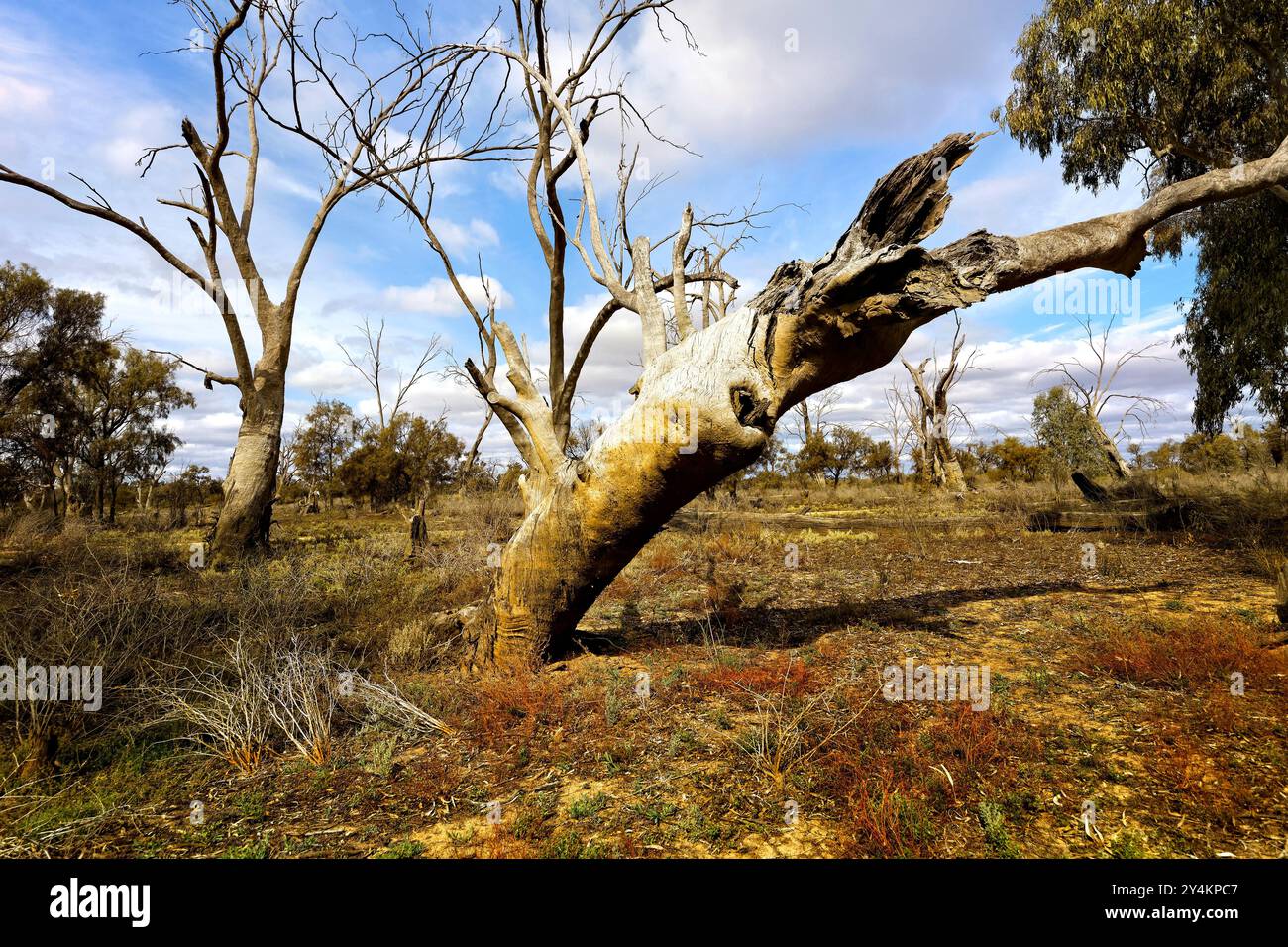 Dead tree landscape, Victoria Australia Stock Photo