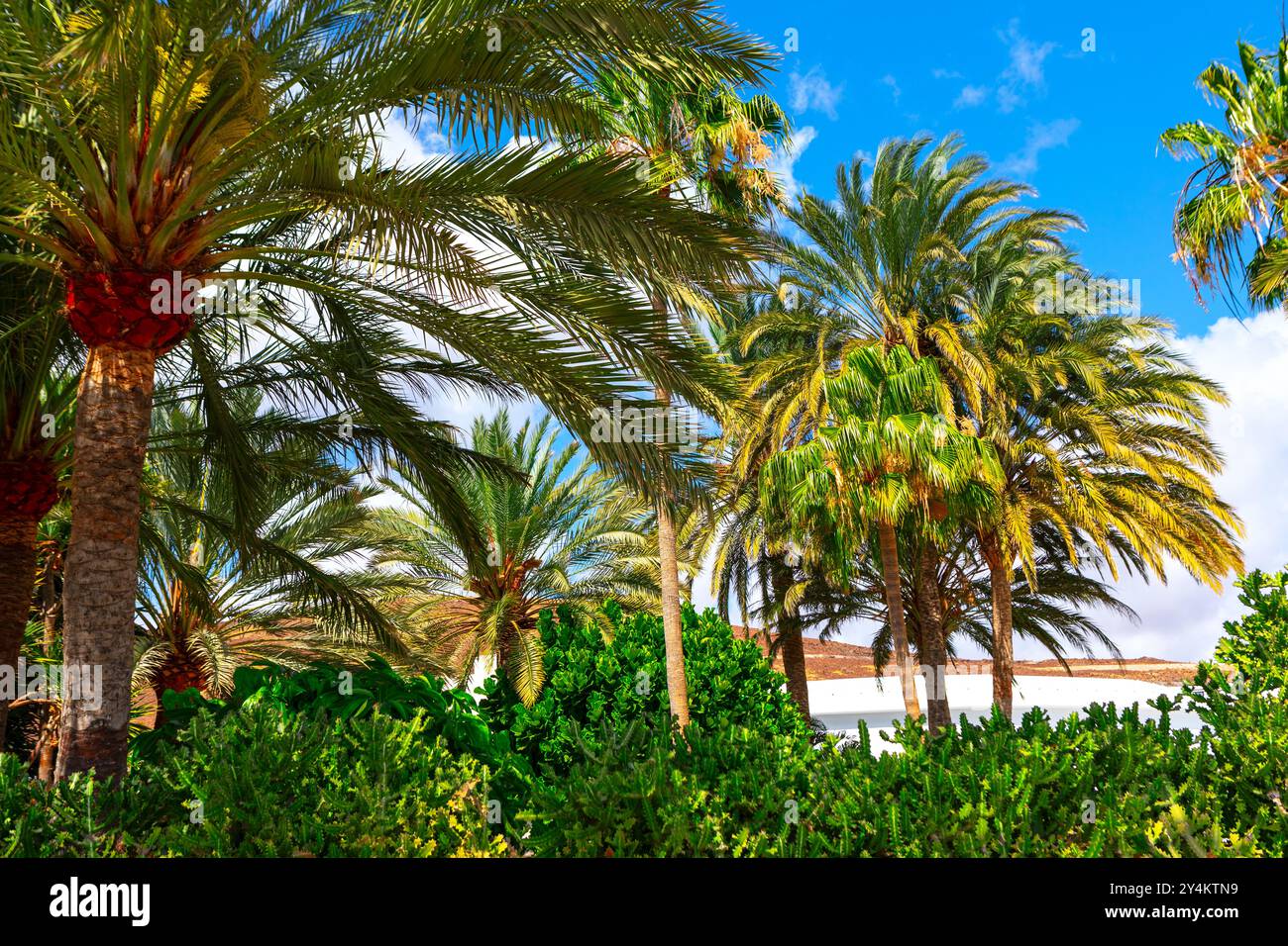 Lush green palm tree forest with a clear blue sky. Palm trees are tall ...